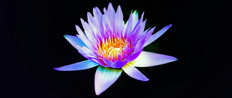 blue lotus