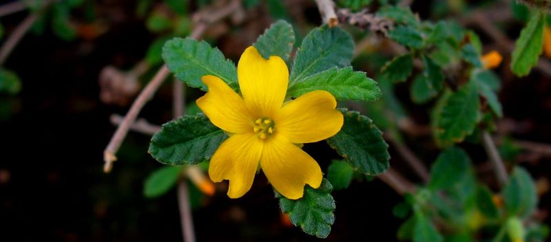 damiana